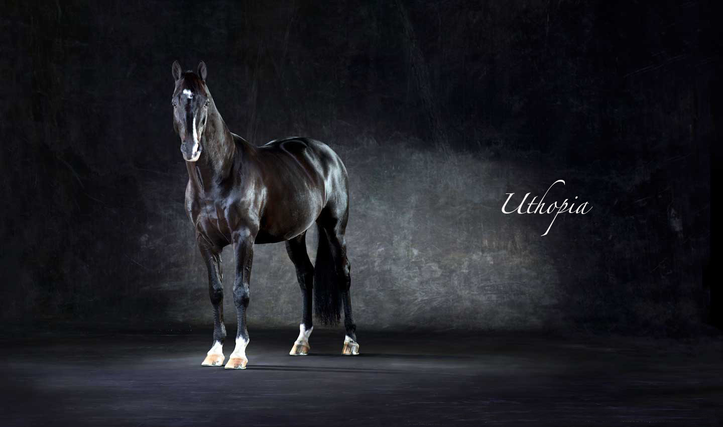 Uthopia_Olympic_Gold_Dressage_Chamion-Black-horse-animal-equestrian-portrait-photography-photographer_Lindsay_Robertson