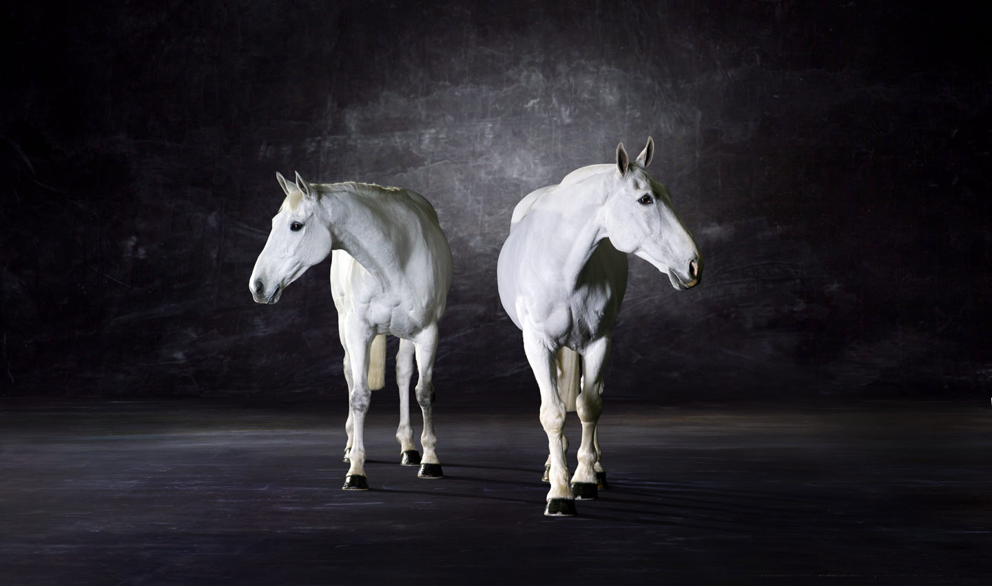 Symmetrey_ll-white-horses-animal-equestrian-portrait-photography-photographer_Lindsay_Robertson