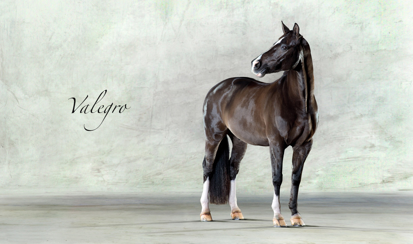 Valegreo_Olympic_Gold_Medal_Dressage_Horse-animal-equestrian-portrait-photography-photographer_Lindsay_Robertson