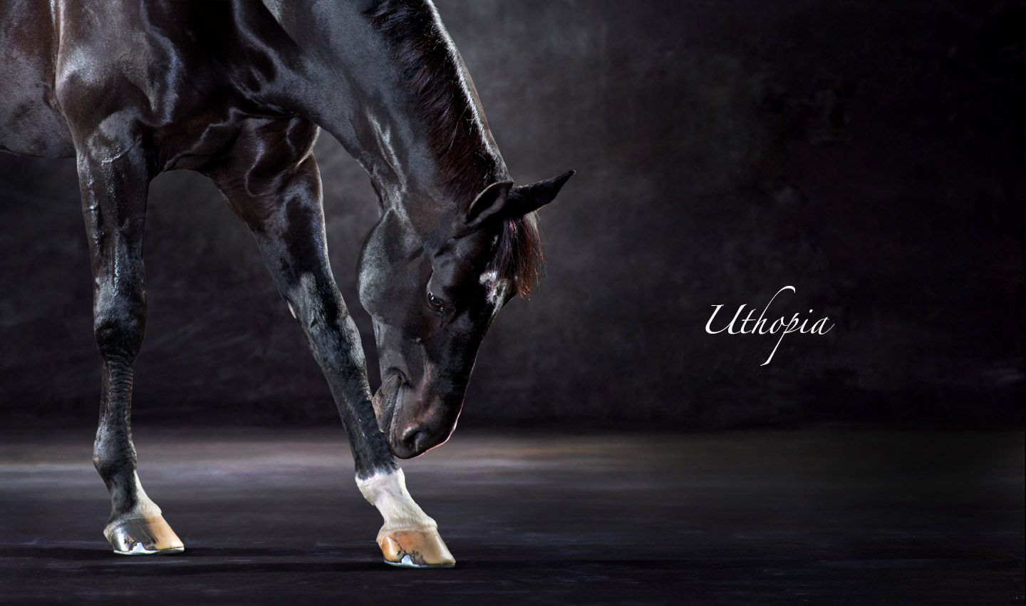 Uthopia_the_Bow-Olympic_Champion_Dressage-black-horse-stallion-equestrian-portrait-photography-photographer_Lindsay_Robertson