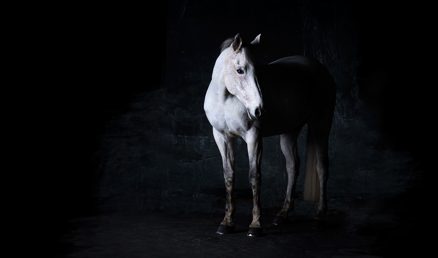 Argus-white-horse-animal-equine-portrait-photography-photographer_Lindsay_Robertson