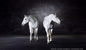 Horse_Equine_Photography_by_Lindsay_Robertson