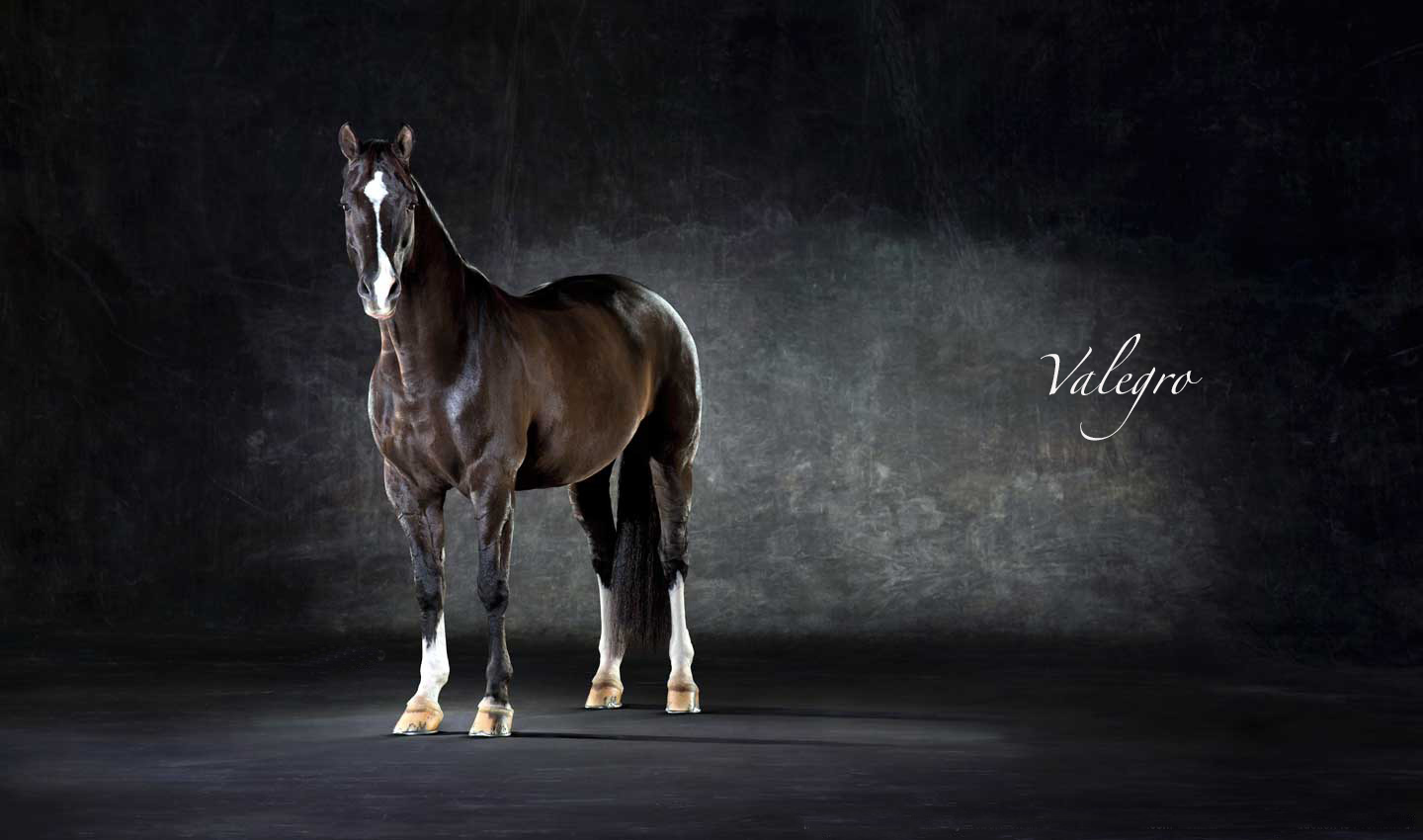 Valegro_Olympic_Dressage_Gold_Medal_Horse-black-animal-equestrian-portrait-photography-photographer_Lindsay_Robertson