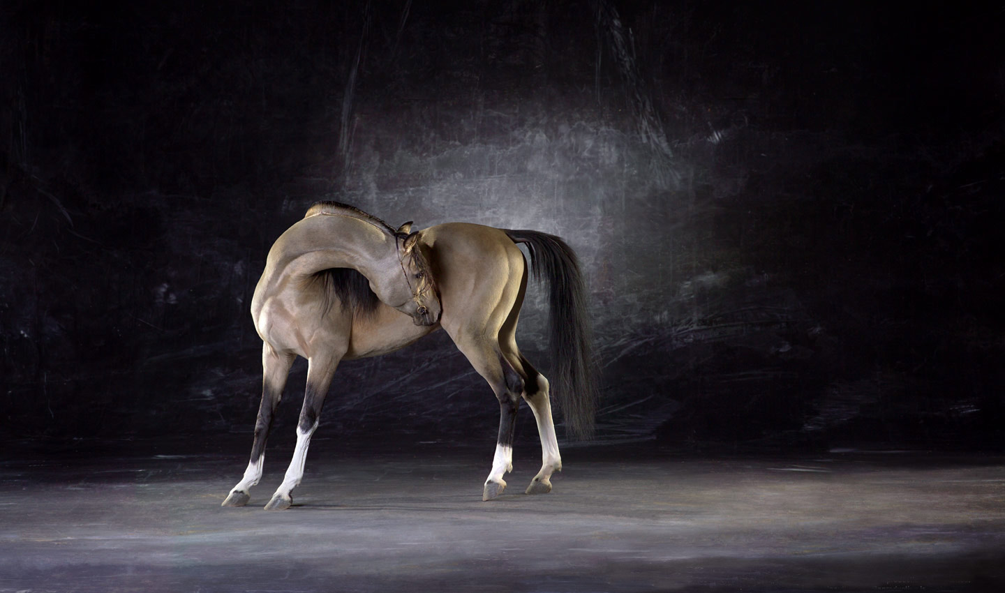 Champagne_Arabian_Stallion-buckskin-horse-animal-equestrian-portrait-photography-photographer_Lindsay_Robertson