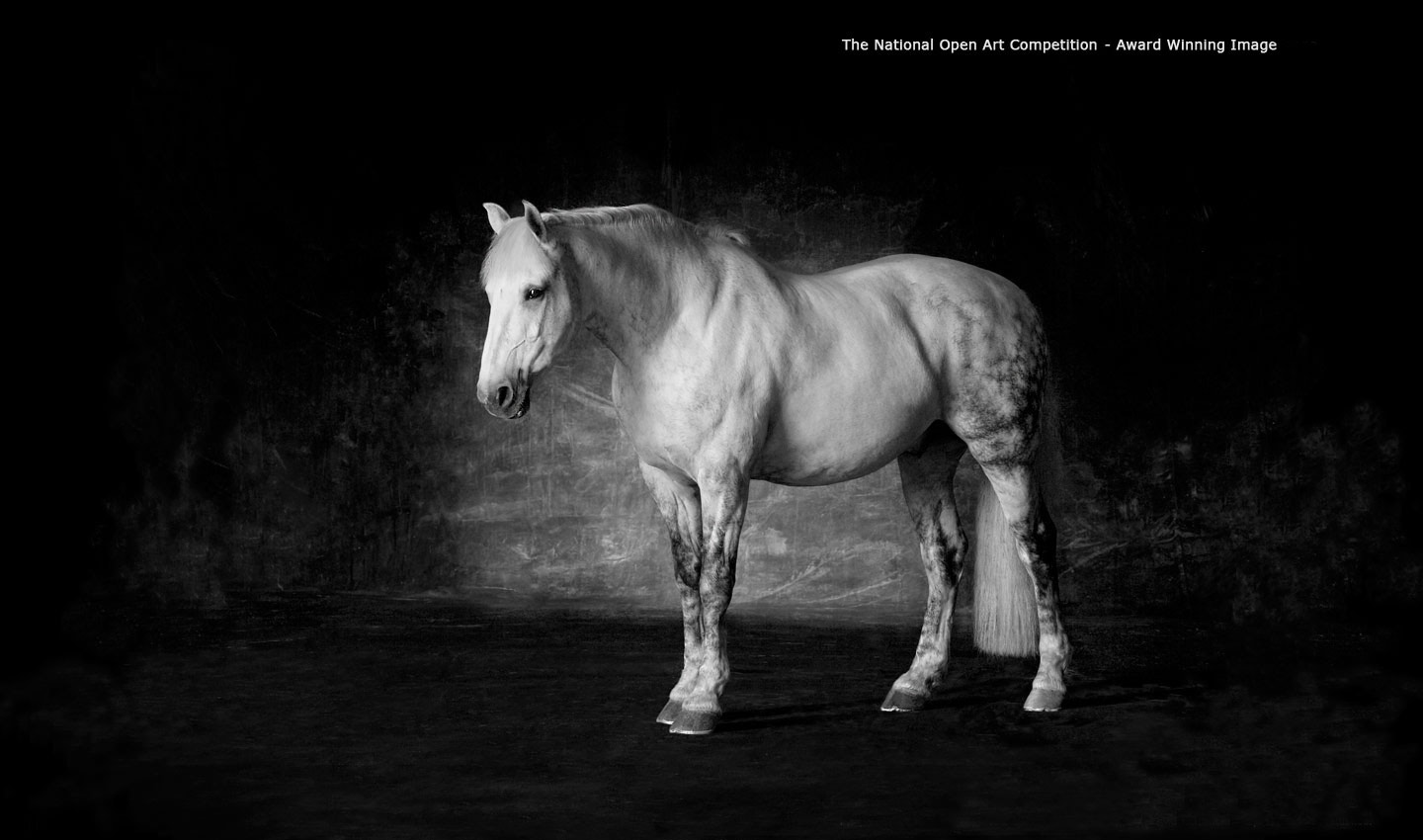 Old_Glory-white-horse-animal-competition-winner-equestrian-portrait-photography-photographer_Lindsay_Robertson