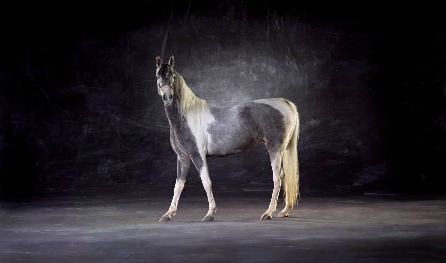 Diva-horse-Arabian-Stallion-portrait-photography-photographer_Lindsay_Robertson