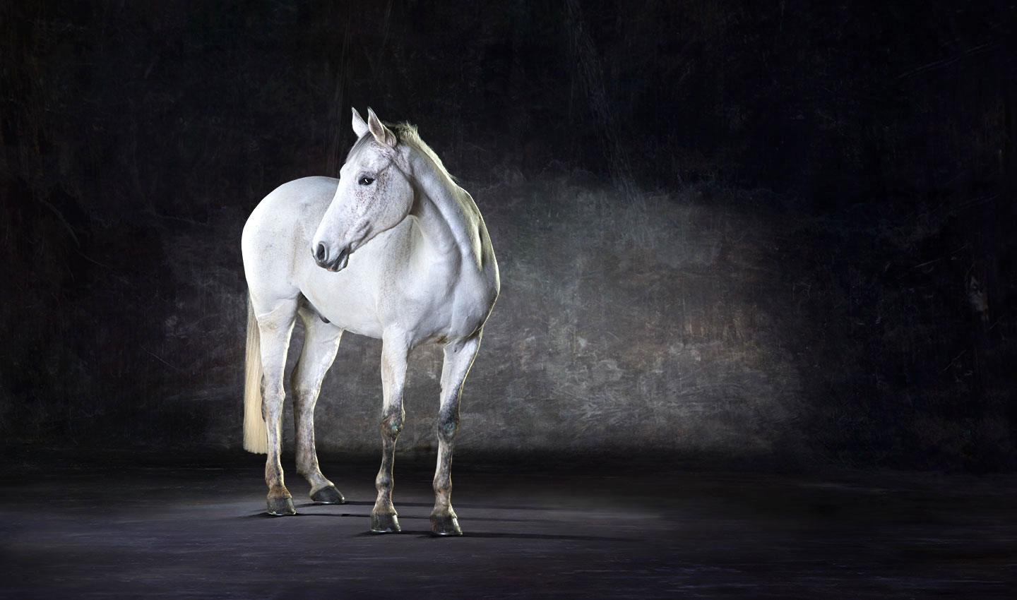 Prima-white-horse-animal-equestrian-studio-portrait-photography-photographer_Lindsay_Robertson