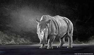 Endangered_Species_Photography-Fine_Art_Photography-by-Photographer-Lindsay_Robertson