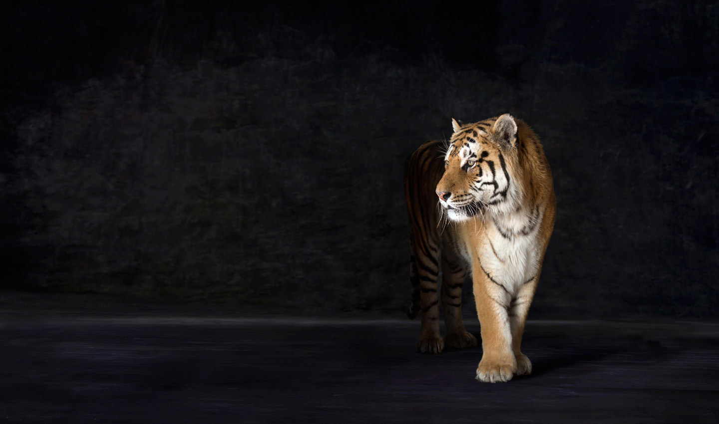 Amur, a Siberian tiger photographed within a studio set against a painted background. Showing the feline prowess and domination of this intimidating yet beautiful feline big cat.