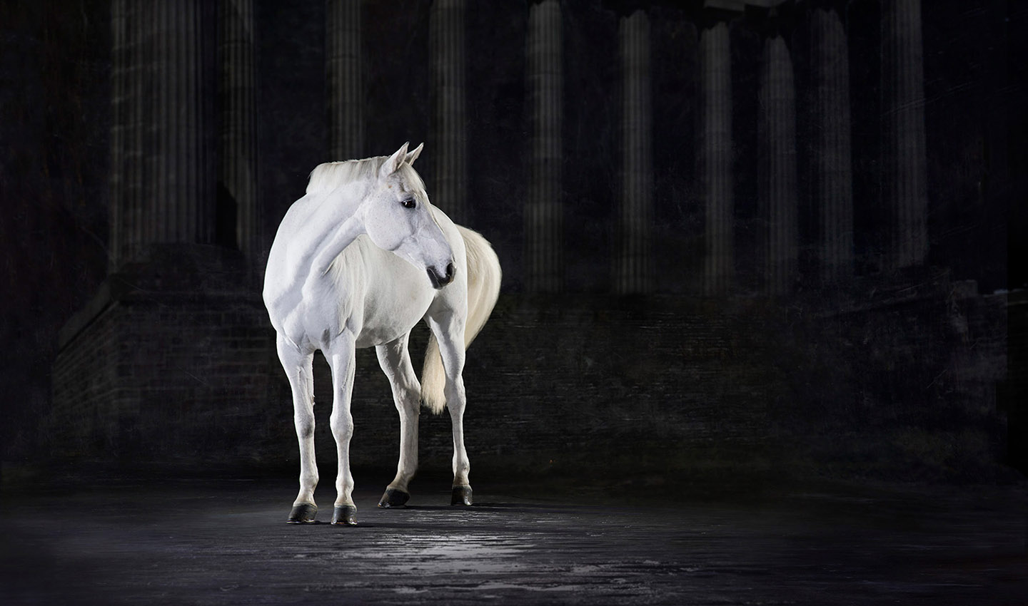 Beautiful white horse standing gracefully looking back within a huge painted backdrop photographic set.